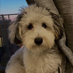 Meet your Posher, Samara